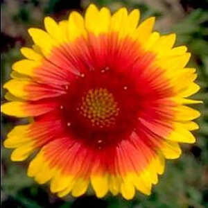 GAILLARDIA 'Royale'