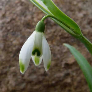 GALANTHUS elwesii (lot de 5)