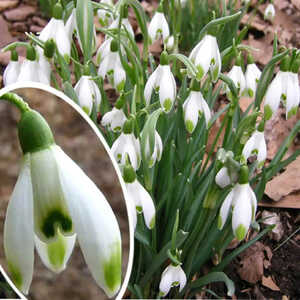 GALANTHUS nivalis 'Viridi-apice' (lot de 10)