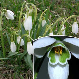 GALANTHUS nivalis (lot de 10)