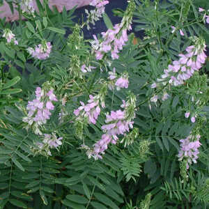 GALEGA officinalis