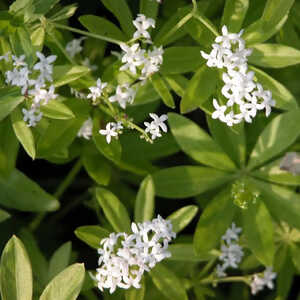 GALIUM odoratum