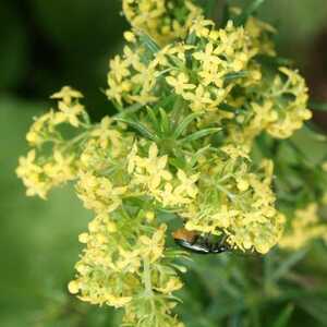 GALIUM verum