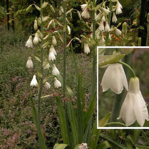 GALTONIA candicans