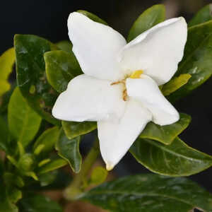 GARDENIA jasminoides 'Kleim's Hardy'