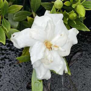 GARDENIA jasminoides 'Kleim's Hardy'