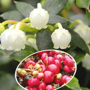 GAULTHERIA mucronata 'Crimsonia'