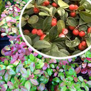 GAULTHERIA procumbens