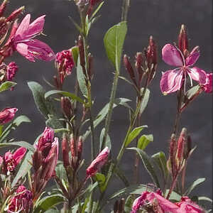 GAURA lindheimeri 'Flame'®