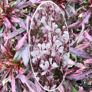 GAURA lindheimeri 'Gaudi Pink'