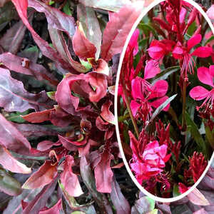 GAURA lindheimeri 'Gaudi Red'