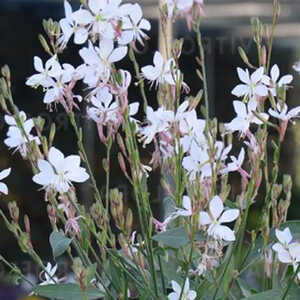 GAURA lindheimeri 'Graceful White'