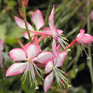 GAURA lindheimeri 'Rosyjane'®