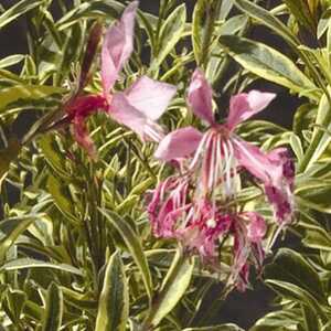 GAURA lindheimeri 'Silver Lining'®