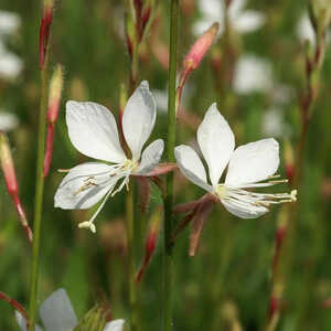 GAURA lindheimeri 'Snowstorm'