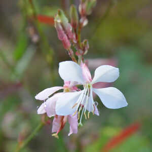 GAURA lindheimeri