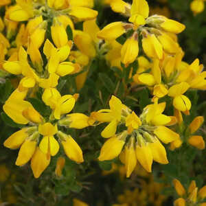 GENISTA hispanica