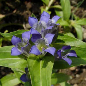 GENTIANA cruciata