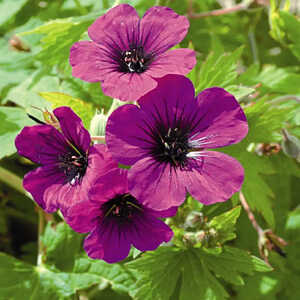 GERANIUM 'Anne Thomson'