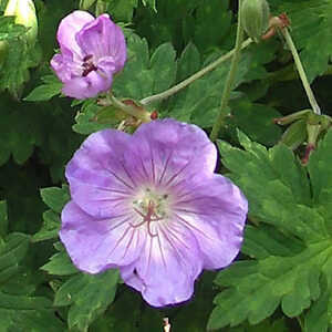 GERANIUM 'Azure Rush'