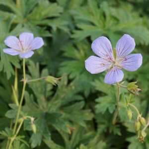 GERANIUM 'Blue Cloud'