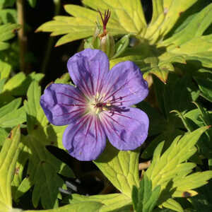 GERANIUM 'Blue Sunrise'