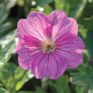 GERANIUM 'Blushing Turtle'®