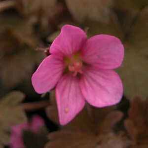 GERANIUM 'Bob's Blunder'