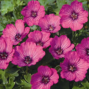 GERANIUM 'Carol' ®