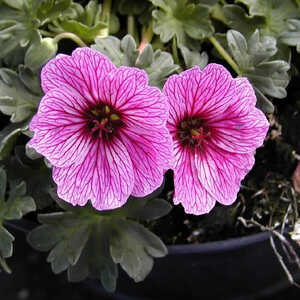 GERANIUM cinereum 'Ballerina'