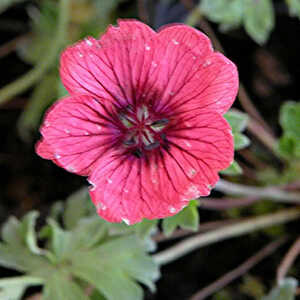 GERANIUM cinereum 'Jolly Jewel Salmon' ®