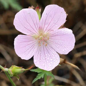 GERANIUM clarkei 'Kashmir Pink'