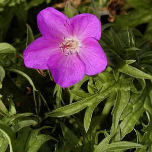 GERANIUM clarkei 'Kashmir Purple'