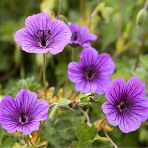 GERANIUM 'Daily Purple'