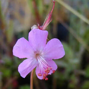 GERANIUM dalmaticum