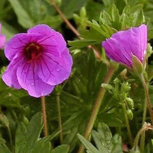 GERANIUM 'Dilys'