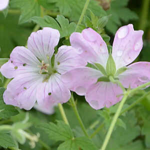 GERANIUM 'Dreamland'®