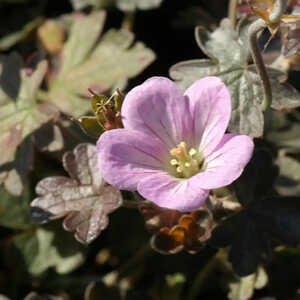 GERANIUM 'Dusky Crûg'