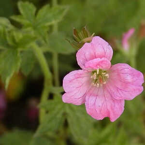 GERANIUM endressii 'Wargrave Pink'