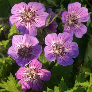 GERANIUM 'Havanas Blues' ®