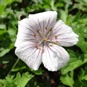 GERANIUM himalayense 'Derrick Cook'