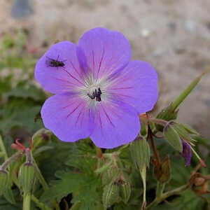 GERANIUM himalayense