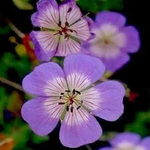 GERANIUM wallichianum 'Buxton's Variety'