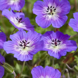 GERANIUM wallichianum 'Rise and shine' ® 