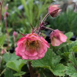 GEUM 'Bell Bank'