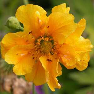 GEUM chiloense 'Lady Stratheden'