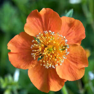 GEUM coccineum 'Borisii'