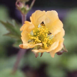 GEUM 'Coppertone'