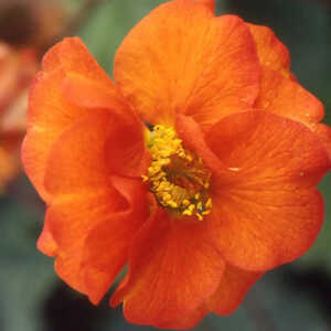 GEUM 'Fire Opal'