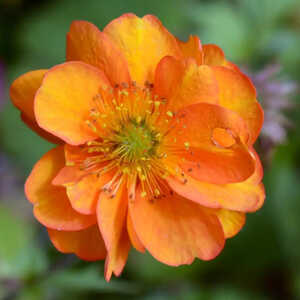 GEUM 'Fire Storm'®